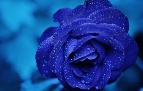 客服會(huì)渲染商品