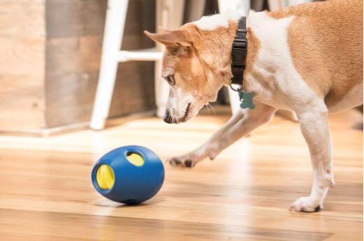 寵物用品跨境電商英文客服外包方案及案例