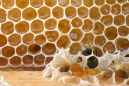 天貓?zhí)詫毞涿劬W店的客服服務話術大全