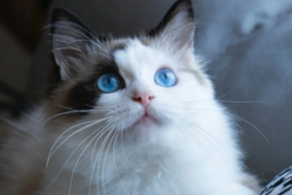 跨境電商賣家從淘寶網上選擇貨源的方法