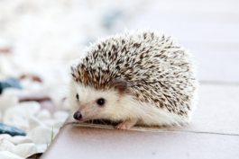 拼多多平臺中比較冷門的商品(拼多多平臺的冷門類目)